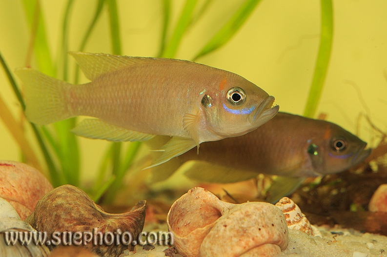 Neolamprologus calliurus 'Cape Chaitika'